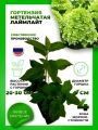 Гортензия метельчатая Лаймлайт