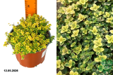 Тимьян лимоннопахнущий Дун Вэлли (Thymus citriodorus Doone Valley) С2