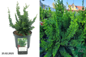 Chamaecyparis obtusa Teddy Bear