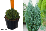 Кипарисовик Лавсона Громе (Chamaecyparis lawsoniana Gnome) С5