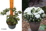 Азалия японская Шниперл (Azalea japonica Schneeperle) С2