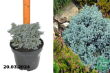 Можжевельник чешуйчатый Блю Стар (Juniperus squamata Blue Star) С5