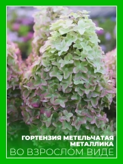 Гортензия метельчатая Металлика